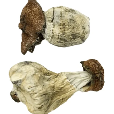 Dino egg mushrooms growing in dense rounded clusters